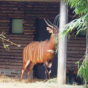 Mountain bongo (Tragelaphus eurycerus isaaci), 2022-03-16