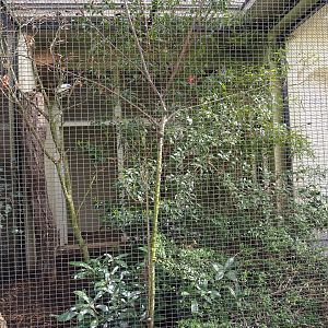 Bali myna and Collared hill partridge aviary, 2022-03-16