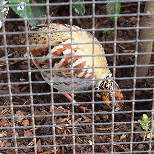 Collared hill partridge (Arborophila gingica), 2022-03-16