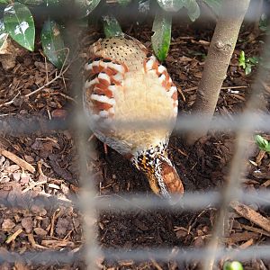 Collared hill partridge (Arborophila gingica), 2022-03-16