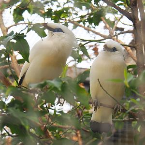 Bali mynas (Leucopsar rothschildi), 2022-03-16