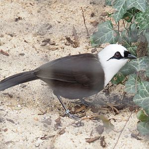 Sumatran laughingthrush (Garrulax bicolor), 2022-03-16