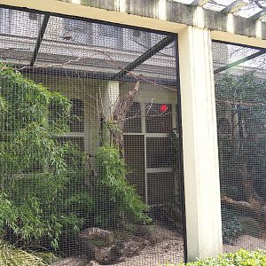 Palawan peacock-pheasant and Sumatran laughingthrush aviary, 2022-03-16