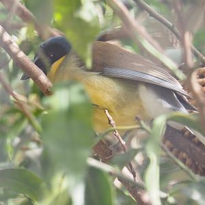 Blue-crowned laughingthrush (Pterorhinus courtoisi), 2022-03-16