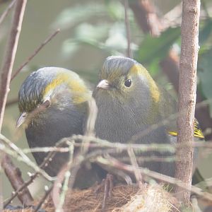 Emei Shan Liocichlas (Liocichla omeiensis), 2022-03-16
