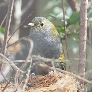 Emei Shan Liocichla (Liocichla omeiensis), 2022-03-16