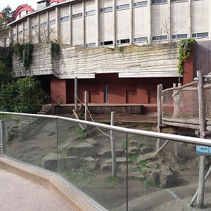 Spectacled bear exhibit temporarily serving as a playground area during renovations, 2022-03-16
