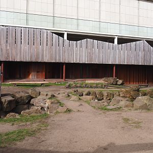 Spectacled bear exhibit temporarily serving as a playground area during renovations, 2022-03-16