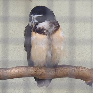 Spectacled owl (Pulsatrix perspicillata), 2022-03-16