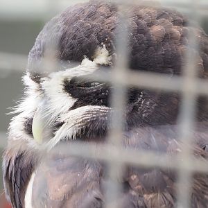 Spectacled owl (Pulsatrix perspicillata), 2022-03-16