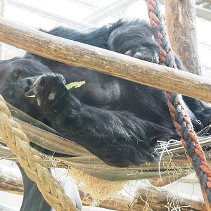 Eastern lowland gorilla (Gorilla beringei graueri) Amahoro, 2022-03-16
