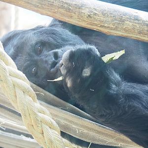 Eastern lowland gorilla (Gorilla beringei graueri) Amahoro, 2022-03-16