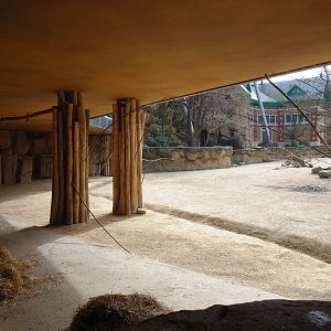 Savanna Aviary - Cape buffalo paddock and shelter under restaurant, 2022-03-16