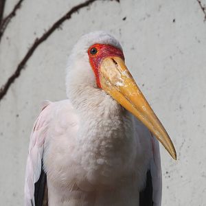 Yellow-billed stork (Mycteria ibis), 2022-03-16