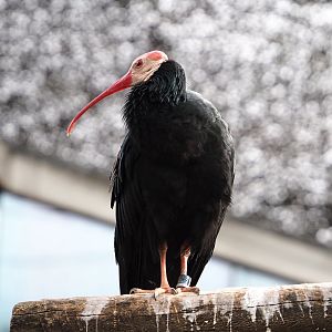 Southern bald ibis (Geronticus calvus), 2022-03-16