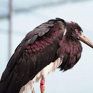 Abdim's Stork (Ciconia abdimii), 2022-03-16