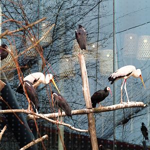 Southern bald ibis (Geronticus calvus), Abdim's Stork (Ciconia abdimii) and Yellow-billed stork (Mycteria ibis), 2022-03-16