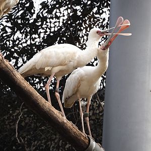 African spoonbills (Platalea alba), 2022-03-16