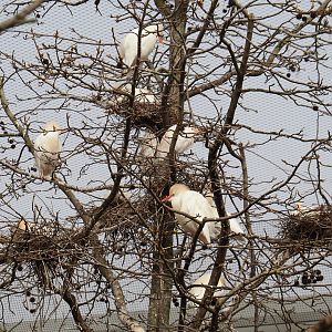 Western cattle egret nests, 2022-03-16