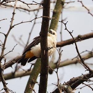 White-headed buffalo weaver (Dinemellia dinemelli), 2022-03-16