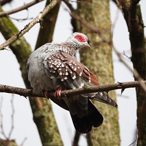 Speckled pigeon  (Columba guinea), 2022-03-16