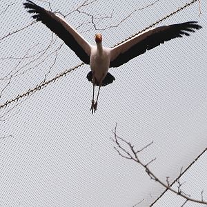 Flying Yellow-billed stork (Mycteria ibis), 2022-03-16
