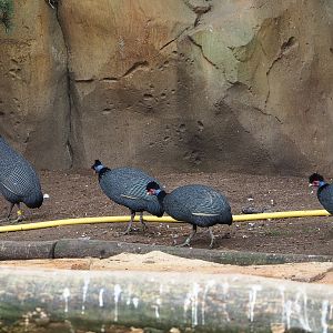 Crested guineafowl (Guttera pucherani), 2022-03-16