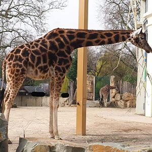 Hybrid giraffe (Mostly Rothschild's, Giraffa camelopardalis rothschildi), 2022-03-16