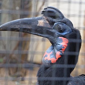 Abyssinian ground hornbill (Bucorvus abyssinicus), 2022-03-16