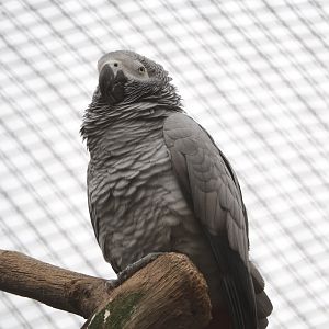 Congo African grey parrot (Psittacus erithacus erithacus), 2022-03-16