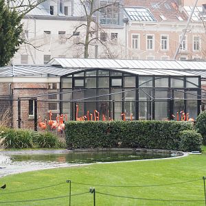 Caribbean flamingo house and aviary, 2022-03-16