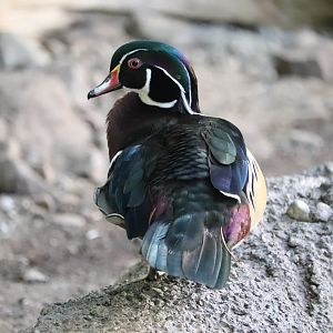 Laurentian Maple Forest - Wood Duck