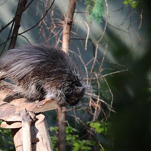 Laurentian Maple Forest - North American Porcupine