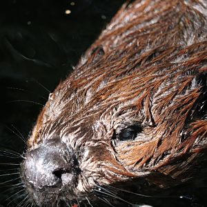 Laurentian Maple Forest - American Beaver