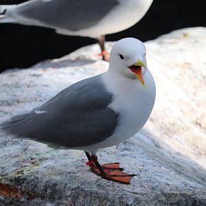 Gulf of St. Lawrence -Black-legged Kittiwake