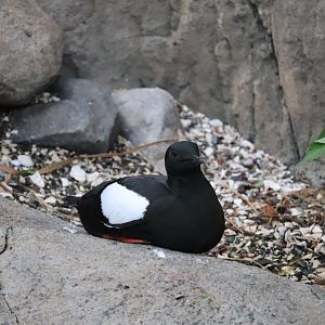 Gulf of St. Lawrence - Black Guillemot