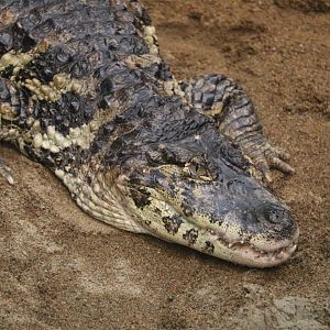 Tropical Rainforest - Broad-Snouted Caiman