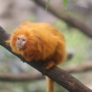 Tropical Rainforest - Golden Lion Tamarin