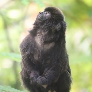 Tropical Rainforest - Goeldi's Marmoset