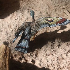 Tropical Rainforest - Sunbittern