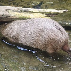 Tropical Rainforest - Capybara