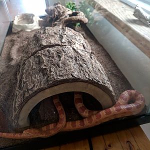 Marine Park Salt Marsh & Nature Center - Corn Snake