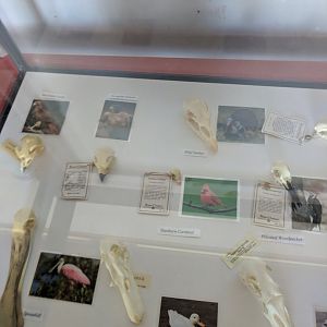 Marine Park Salt Marsh & Nature Center - Bird bones