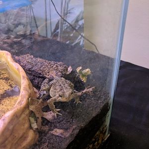 Marine Park Salt Marsh & Nature Center - American Toad