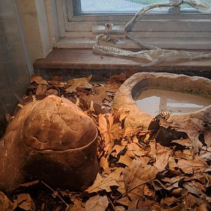 Marine Park Salt Marsh & Nature Center - King Snake (California?)