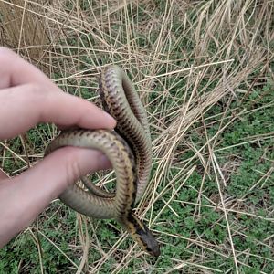 Marine Park Salt Marsh & Nature Center - A wild snake in the heart of Brooklyn, NY