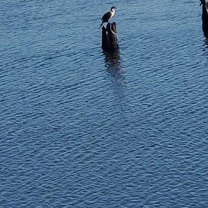 Marine Park Salt Marsh & Nature Center - Birds