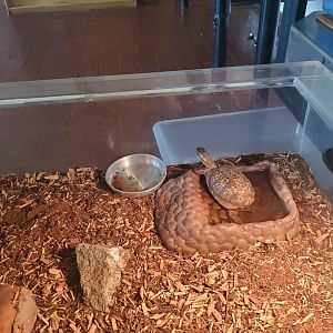 Marine Park Salt Marsh & Nature Center - Box Turtle