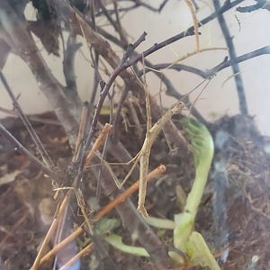 Marine Park Salt Marsh & Nature Center - Stick Bug