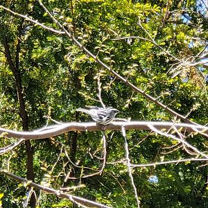 Marine Park Salt Marsh & Nature Center - Black-White Warbler